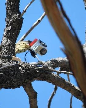 GoPro Goanna