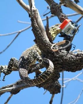 GoPro Goanna