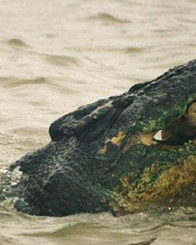 Crocodile
