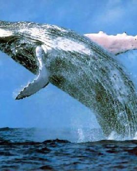 humpback whale.img assist custom