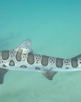 Leopard-Shark-008