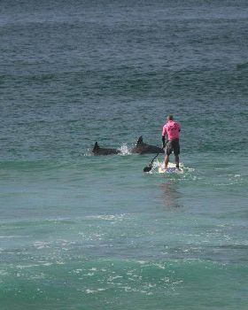 Dolphins