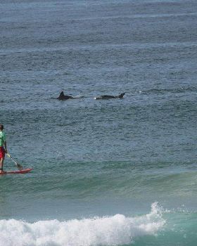 Dolphins