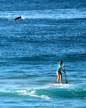 Dolphins