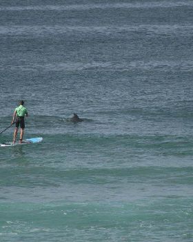 Dolphins