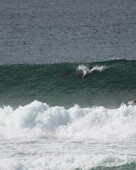 Dolphins