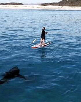 shark-week 510