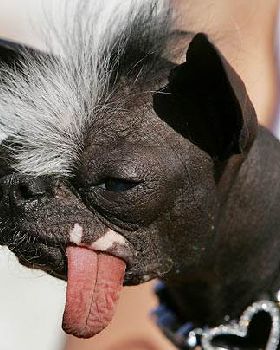 ugly dogs 01