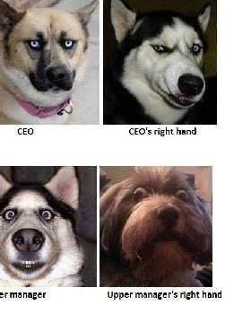 Doggie A