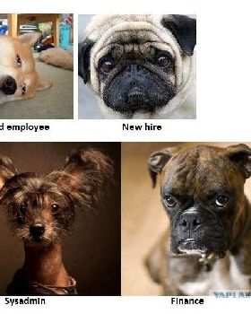 Doggie C