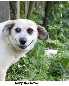 Doggie E
