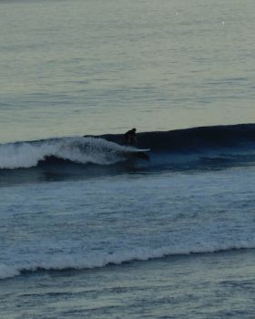 Morning glory