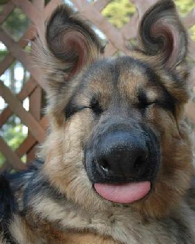doggone good