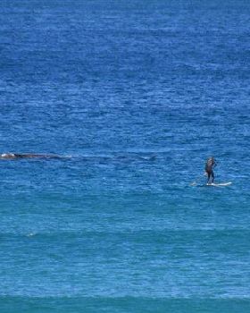 Stand Up Paddle