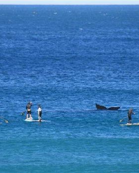 Stand Up Paddle