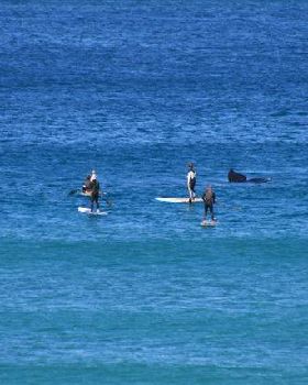 Stand Up Paddle