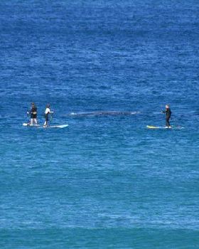 Stand Up Paddle