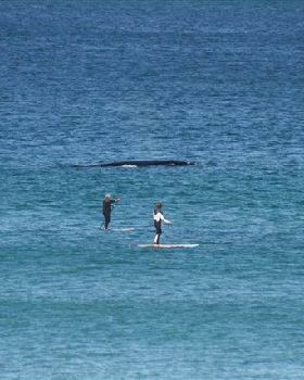 Stand Up Paddle