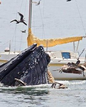 whale sup