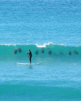 SUP dolphins