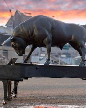 bull1