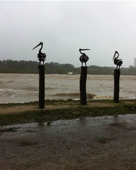 pelicans