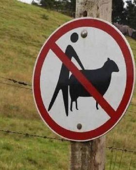 No sheep
