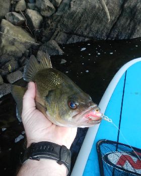 SUP Bass02
