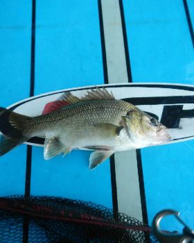 SUP Bass03