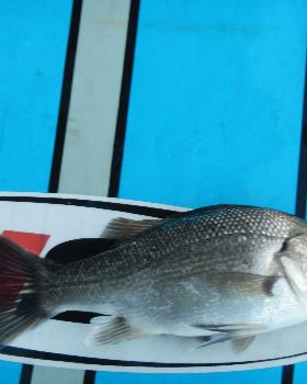 SUP Bass04