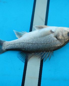 SUP Bass07