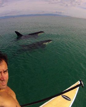 Shane SUPing with orcas