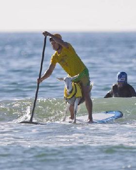 danaGoatPaddleBoar 2124650i