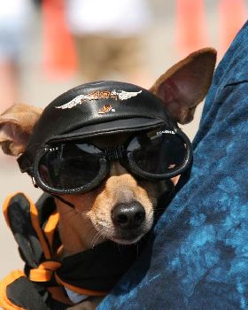 Dog at Myrtle Beach Bike Week Doggles and Harley-Davidson cap