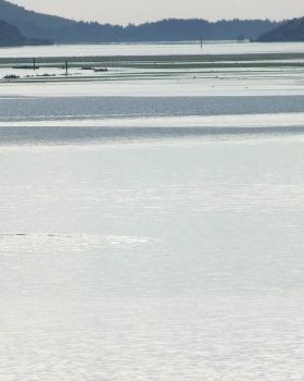 ANZAC day paddler
