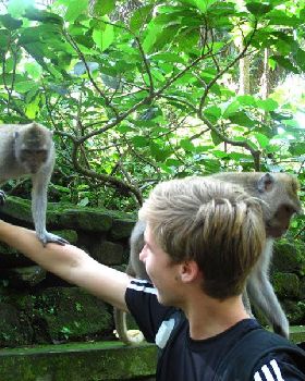 Dan Monkeys 800