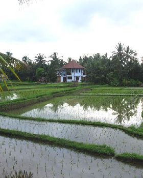 Ubud Rice Padi's 800