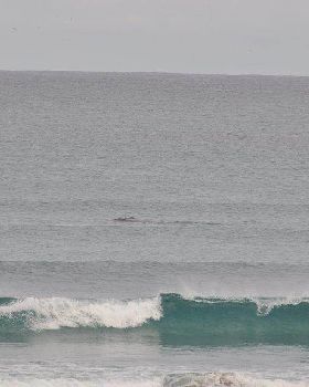 bridgywhales