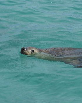 seal island