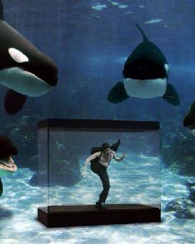 Killer whales