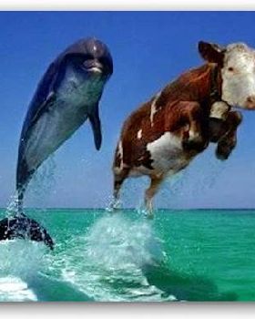 cow-burps-dolphin-global-warming-eco-greenhouse-swim-sad-hill-news-edit