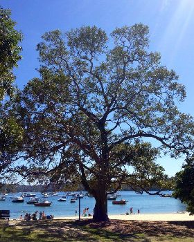 Perfect balmoral