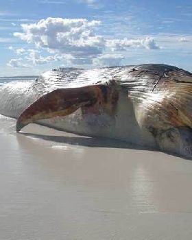 Mm sharks anyone