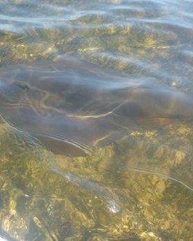Ricketts Point Southern Fiddler Ray....