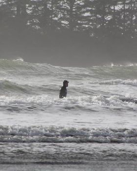 riding my new Hobie 8'4 CM RAW Sup