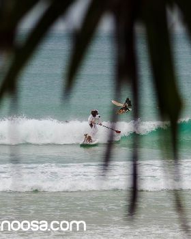 Dog Surfing-2