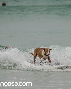Dog Surfing-3