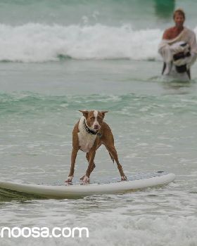 Dog Surfing-4