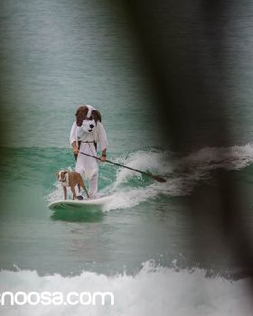 Dog Surfing