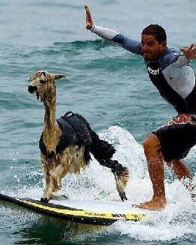 Alpaca surfing